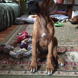 Rhodesian Ridgeback Puppies from Supernova Ridgebacks