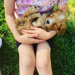 Cavapoo and Poodle Puppies from Red Paw Farm