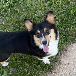 Jane - Pembroke Welsh Corgi