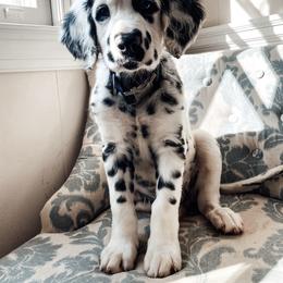 Dalmatian Puppies from Spotted Jewels Dalmatians