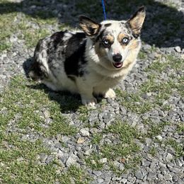 Pebbles - Pembroke Welsh Corgi