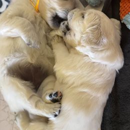 Golden Retriever Puppies from Robinsnest Goldens