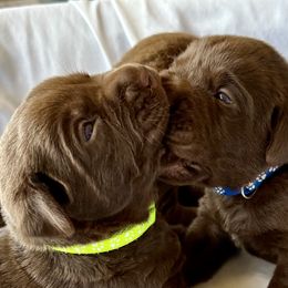 Banner - Chocolate Labrador Retriever puppy in Florida from Deep South Labrador Retrievers LLC