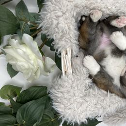 Pomsky Puppies from Gemstone Pomskies