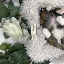 Pomsky Puppies from Gemstone Pomskies