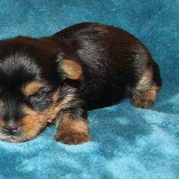 Cookie - Black and tan female Yorkshire Terrier puppy in Saint Clair, Missouri from Missouri Yorkies