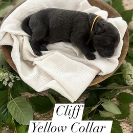 Dilute Retriever and Labrador Retriever Puppies from Lynn Valley Labradors