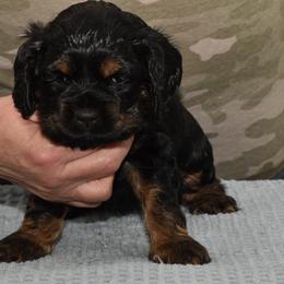 Paris - Black and tan female Cocker Spaniel puppy in Staten Island, New York from Minster Cocker Spaniels