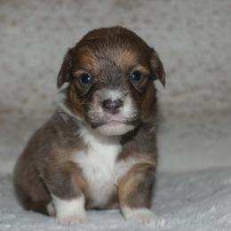 Cupid (bluie Sable) fluffy - Blue male Pembroke Welsh Corgi puppy in Washington from Castle View Royal Rumps