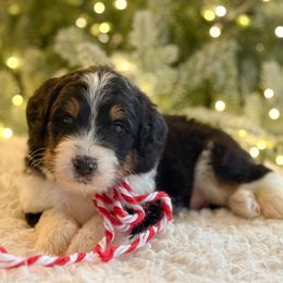 Fritz (male) - Tri-color male Bernedoodle puppy in Bellville, Ohio from Bernedoodle Buddies