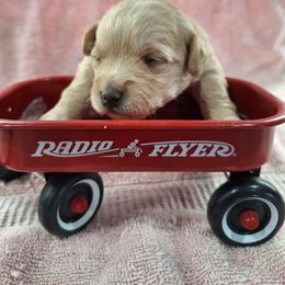 Male 2 - Apricot - Apricot male Schnoodle puppy in New Cambria, Kansas from Shrivers' Sweethearts