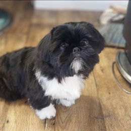Tuxedo - Black and white male Shih Tzu puppy in Clyde, North Carolina from Shawgo Pups