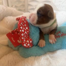 Green - Fawn male Boxer puppy in Evington, Virginia from Boxer Tails