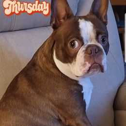 Boston Terrier Puppies from Lance Boston Terriers