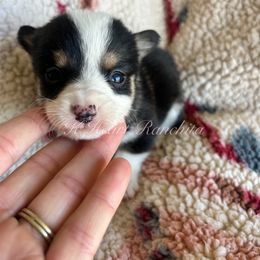 Male Five - Black and white American Corgi puppy in Gentry, Arkansas from K Heart Ranchita