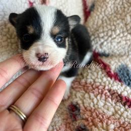 Male Five - Black and white American Corgi puppy in Gentry, Arkansas from K Heart Ranchita