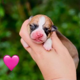Girl 2 - Pink Collar - Red female Pembroke Welsh Corgi puppy in Yulee, Florida from Pembroke Welsh Corgis at Belle Haven
