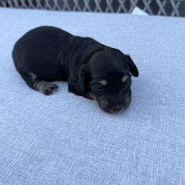 Girl 1 - Black and cream female Dachshund puppy in Martinsville, Virginia from Rea's Doxies
