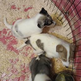 White Sand Stones temp hold - White male Collie puppy in St Stephens, Wyoming from Desert Kennels
