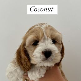 Cockapoo Puppies from Cookie Cocker Farms