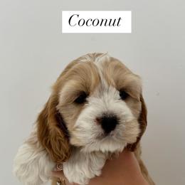 Cockapoo Puppies from Cookie Cocker Farms