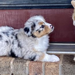 Australian Shepherd and Miniature Australian Shepherd Puppies from Hunt Farms Mini Aussies