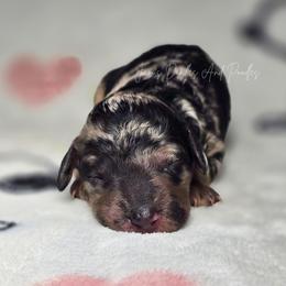 Neytiri - Blue merle female Aussiedoodle puppy in Cleveland, Georgia from Jam's Doodles And Poodles