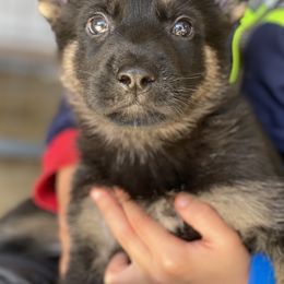 German Shepherd Puppies from Markenhaus Working German Shepherds