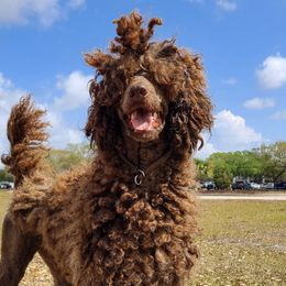 Poodles from Dawning Hope Poodles