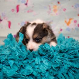 Yellow - Black and tan male Pembroke Welsh Corgi puppy in Dobson, North Carolina from Clover S Farm