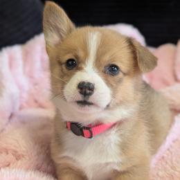 Girl 3 Miss Hot Pink - White and red female Pembroke Welsh Corgi puppy in Milton, Florida from Milton Corgis