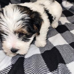 Bear 1800 - Parti male Yorkshire Terrier puppy in Gastonia, North Carolina from Banks Dynasty Kennel