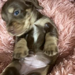 Molly 2700 - Chocolate and cream female Dachshund puppy in Great Bend, Pennsylvania from Dashing Doxies