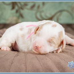 Rosetta - Parti female Goldendoodle puppy in Connersville, Indiana from Deaz Doodle Ranch