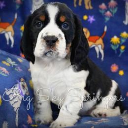 Girl 1 - Black white and tan female English Springer Spaniel puppy in Great Falls, Montana from Big Sky Springers