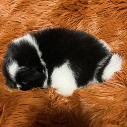 Pomeranian Puppies from Country Lane Kennels