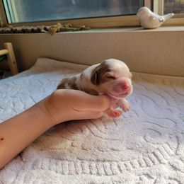 Eden - Blenheim female Cavalier King Charles Spaniel puppy in Menifee, California from Southern California Cavaliers