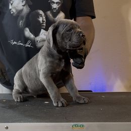 Bam bam - Gray male Cane Corso puppy in East End, Arkansas from Kyrell Johnson