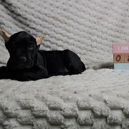 Hot pink collar - Black female Cane Corso puppy in Fritch, Texas from Carrie Brown's Cane Corsos