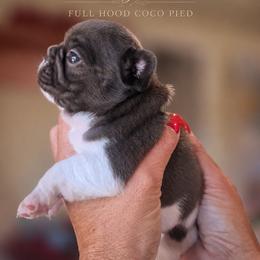 French Bulldog Puppies from Scherners Frenchie Frenz