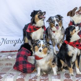 Miniature Australian Shepherd, Shih Tzu, and Toy Australian Shepherd Puppies from River Springs Aussies