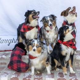 Miniature Australian Shepherd, Shih Tzu, and Toy Australian Shepherd Puppies from River Springs Aussies