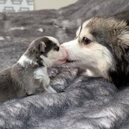 Sisco - Male - Blue male Pomsky puppy in Hurleyville, New York from My Crazy Pomskys