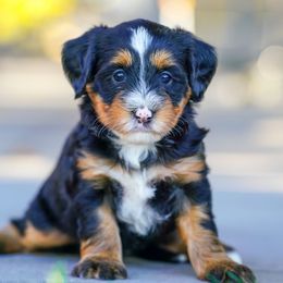 Nutmeg - Tri-color female Bernedoodle puppy in Dundee, Ohio from Down Home Doodle