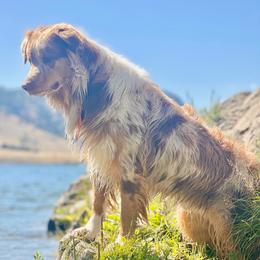 Rawhide - Australian Shepherd