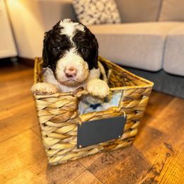Bright pink collar - Parti female Goldendoodle puppy in Sanderson, Florida from Serenity Goldendoodles