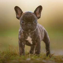 Boy 2 - Brindle and white male French Bulldog puppy in Baytown, Texas from Le Grande Bulldogs