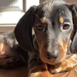 Dachshund Puppies from Harper’s Waggin Winnie’s
