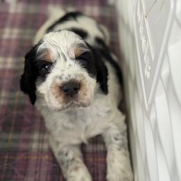 English Springer Spaniel Puppies from Butterfield Trail Farm