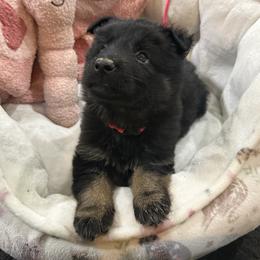 1st pick black and tan female - Black and tan female German Shepherd puppy in Berlin, Wisconsin from Gypsy Miracle Kennels